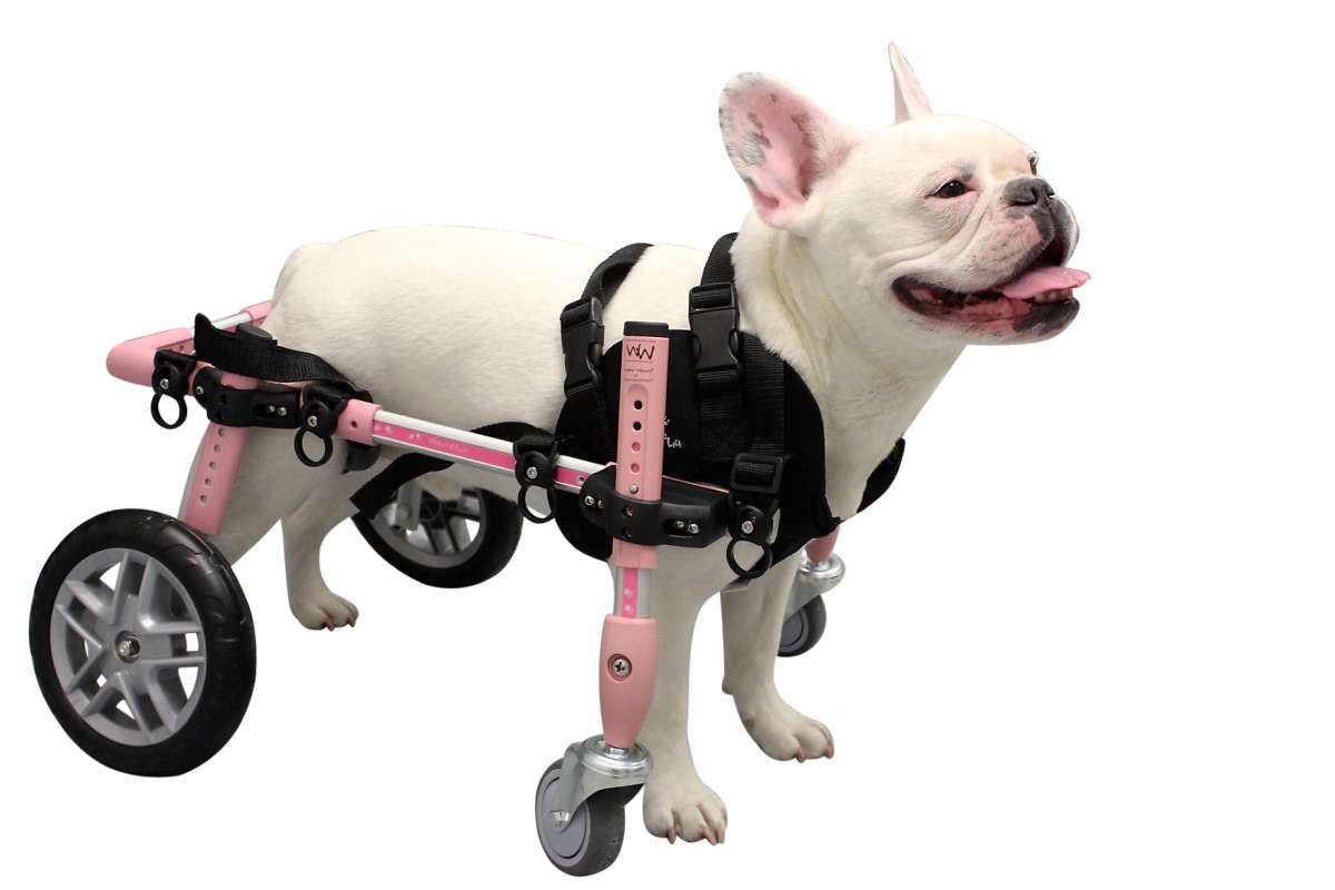 Mietquad S für Hunde von 511 kg Mietrolli Rollwagen Rollin´Dogs