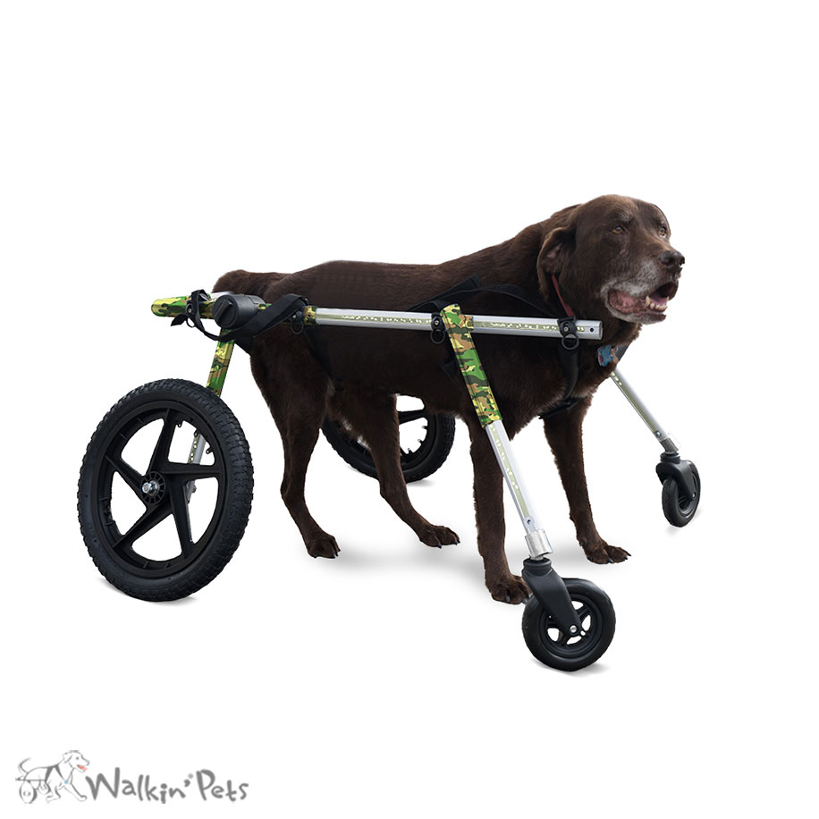 Rollwagen Für Hunde